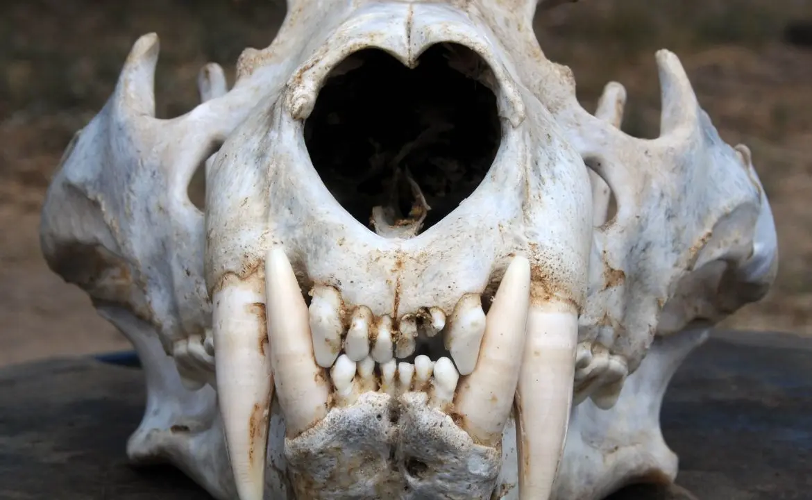 skull-byPaulaWhite_hero