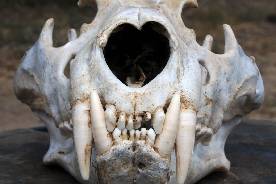 skull-byPaulaWhite_hero