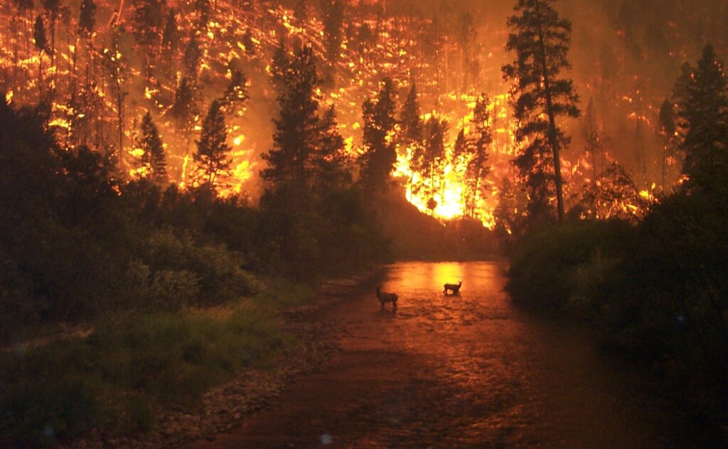 Forest fires increasingly affecting rivers and streams – for better and  worse — Institute of the Environment and Sustainability at UCLA