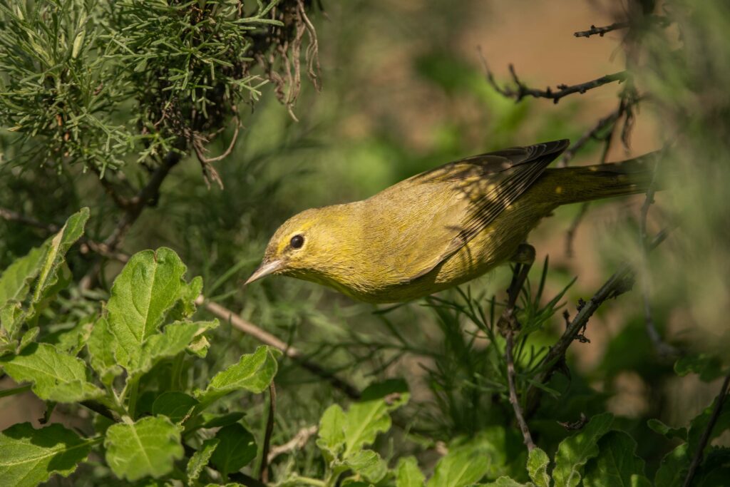 Orange-crowned warbler at Sage Hill