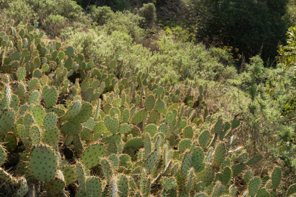 Native succulents at Sage Hill