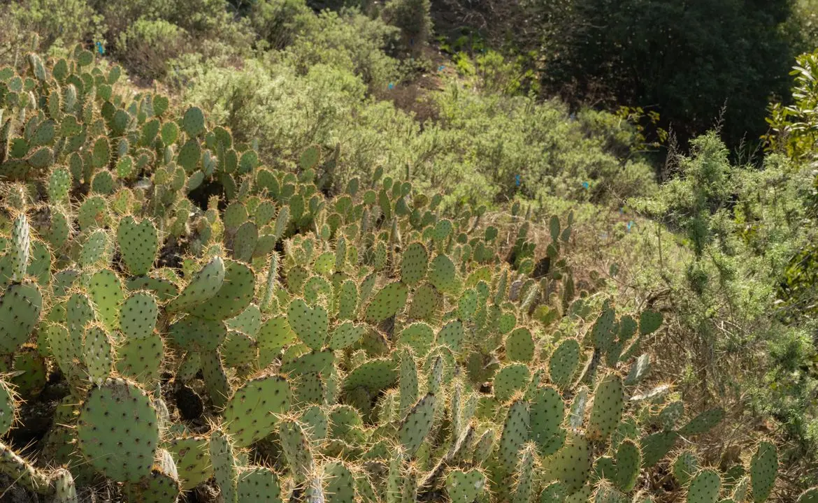 Native succulents at Sage Hill