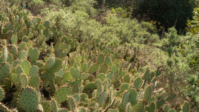 Native succulents at Sage Hill