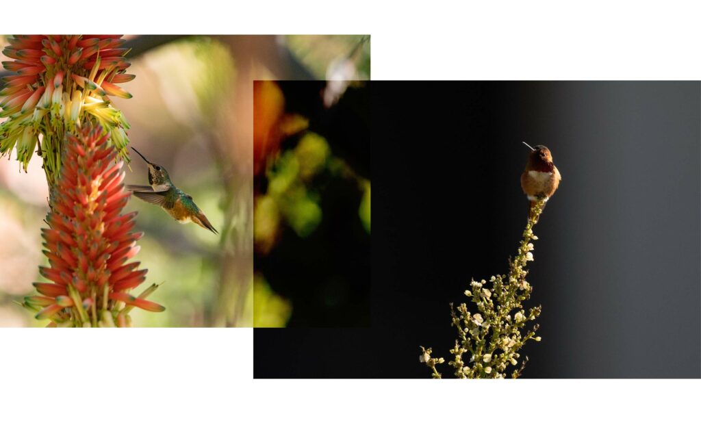 Allen’s hummingbirds spotted in the Botanical Garden