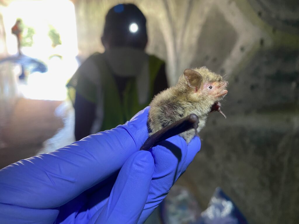 A Yuma myotis bat (Myotis yumanensis) sampled from a culvert roost in Riverside, CA. The bat was returned to the collection location unharmed following sample collection.