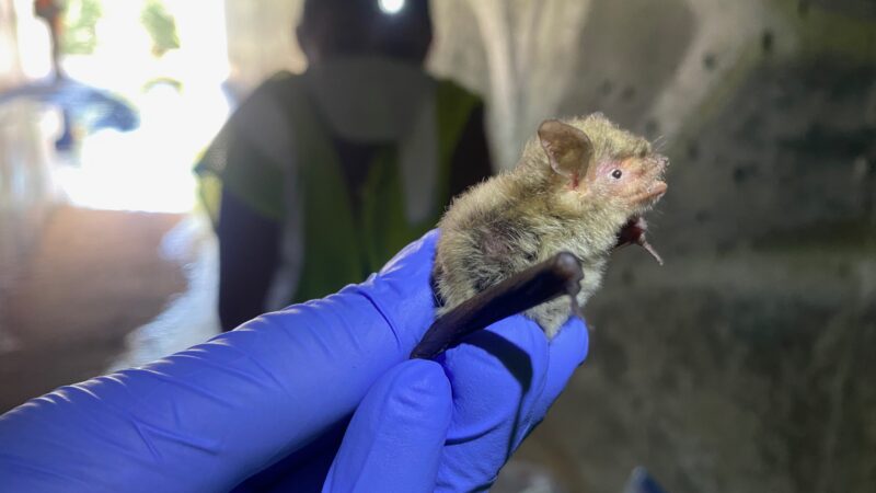 A Yuma myotis bat (Myotis yumanensis) sampled from a culvert roost in Riverside, CA. The bat was returned to the collection location unharmed following sample collection.