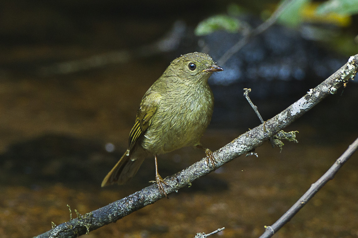 Little_Greenbul_-_Malawi_SE_