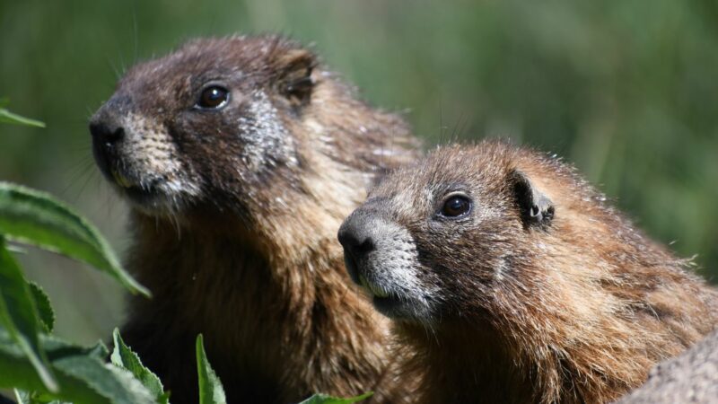 Marmots_mid