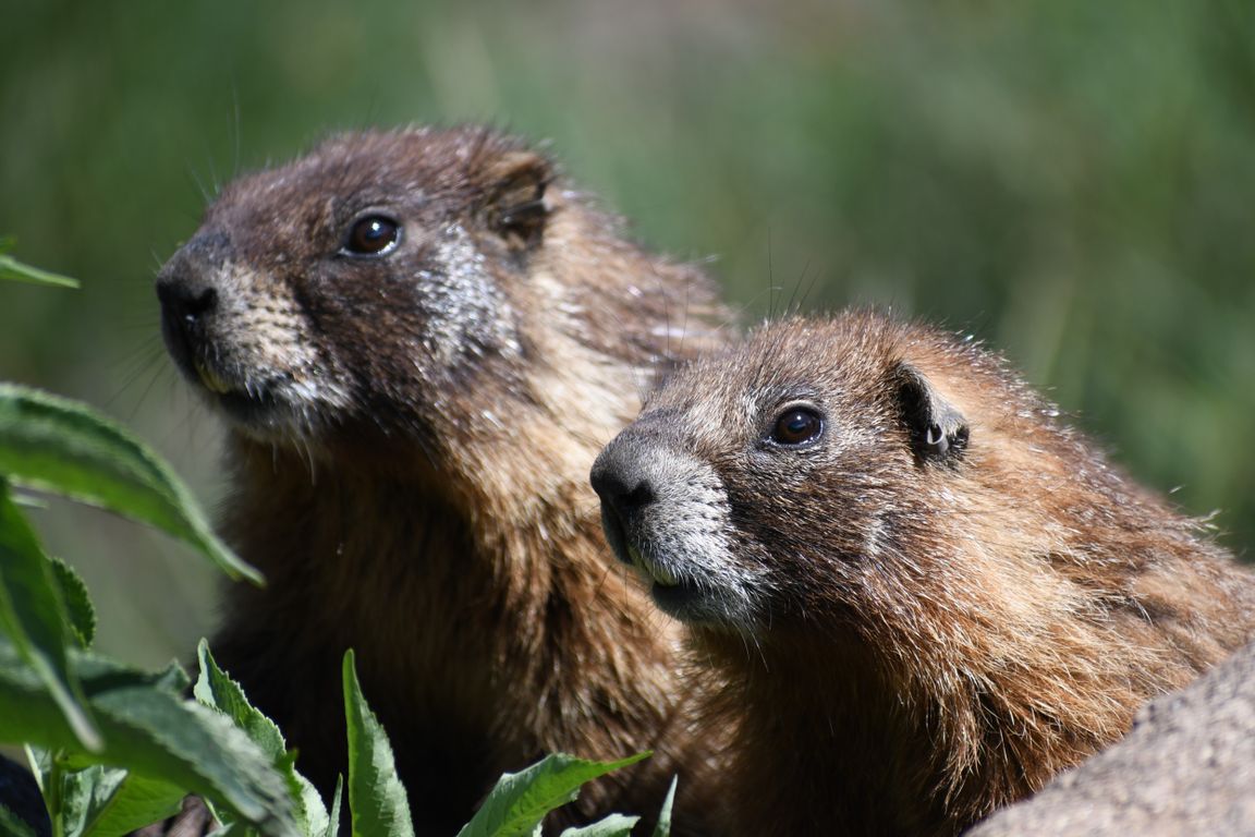 Marmots_mid