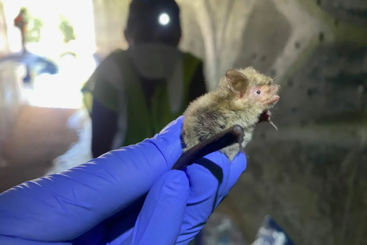 A Yuma myotis bat (Myotis yumanensis) sampled from a culvert roost in Riverside, CA. The bat was returned to the collection location unharmed following sample collection.
