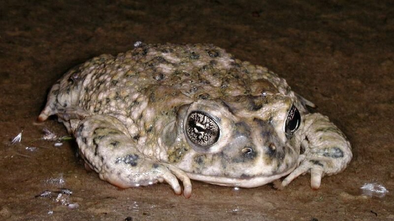 Arroyo Toad