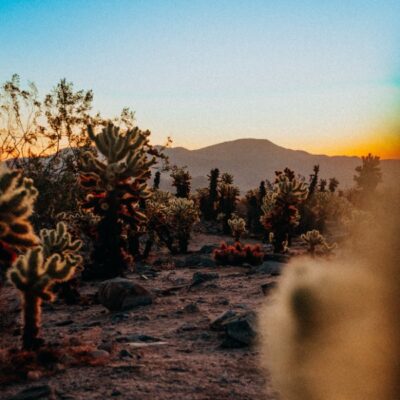 Manda-Hansen_adobe_express