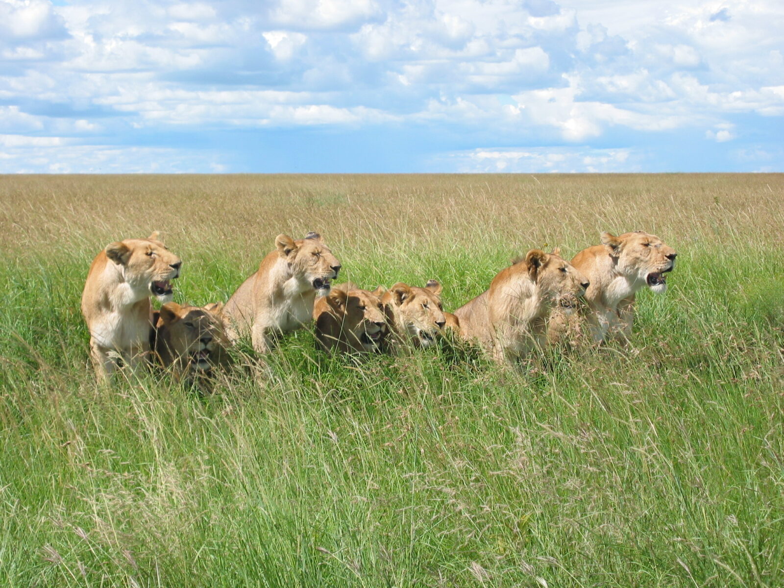 Lions along the road in the Masai Mara National Park in Kenya. | Photo via Wikimedia Commons.