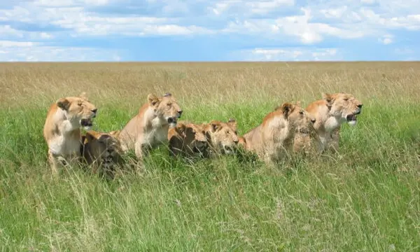 Lions along the road in the Masai Mara National Park in Kenya. | Photo via Wikimedia Commons.
