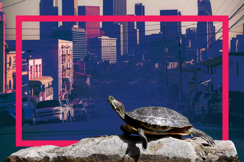 LA-turtles