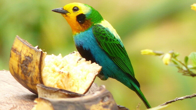 Multicolored_tanager_chicoral