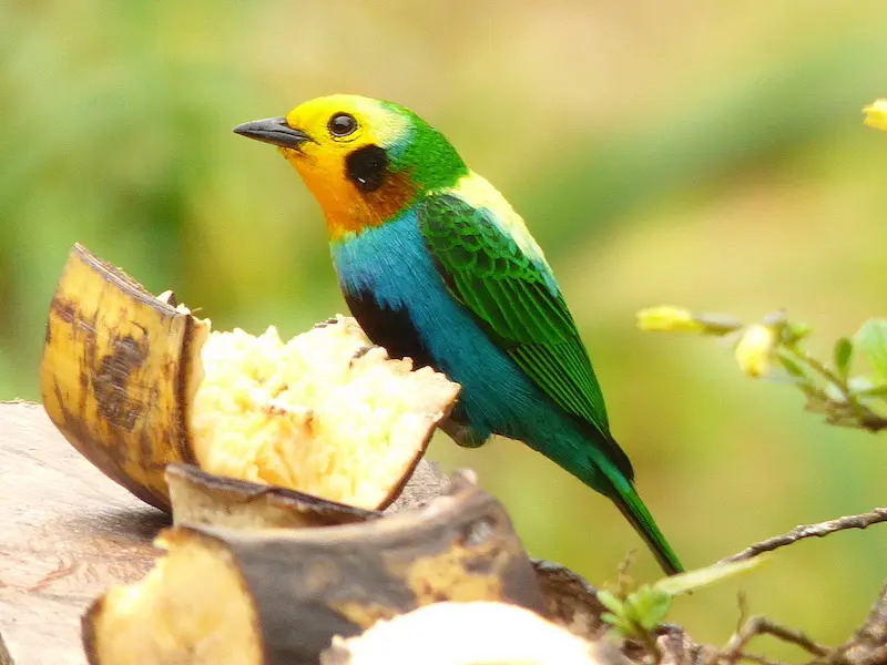 Multicolored_tanager_chicoral