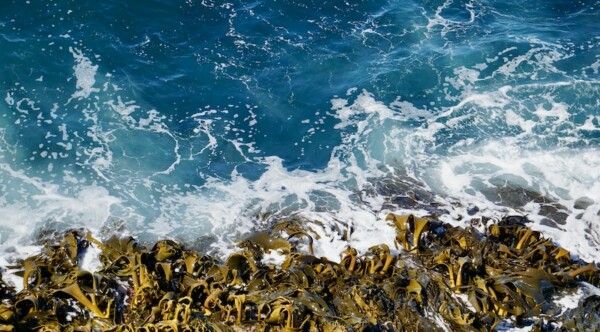Kelp on shorefront