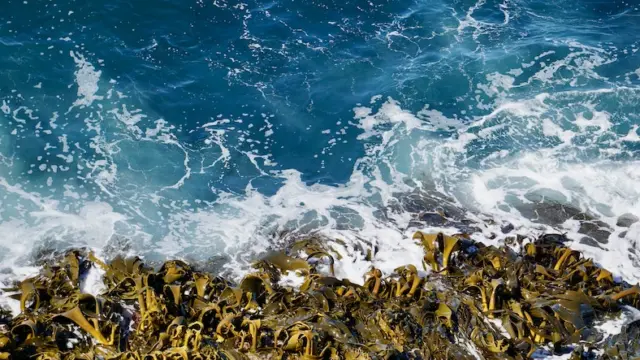 Kelp on shorefront