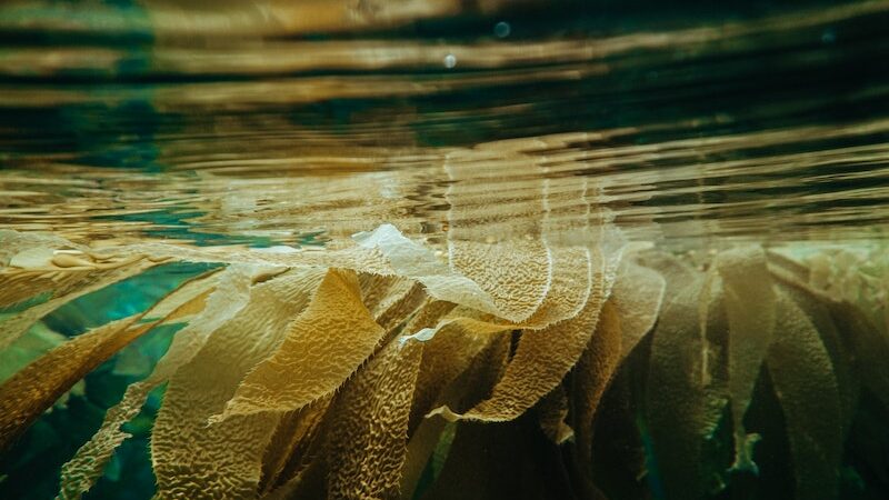 Kelp underwater