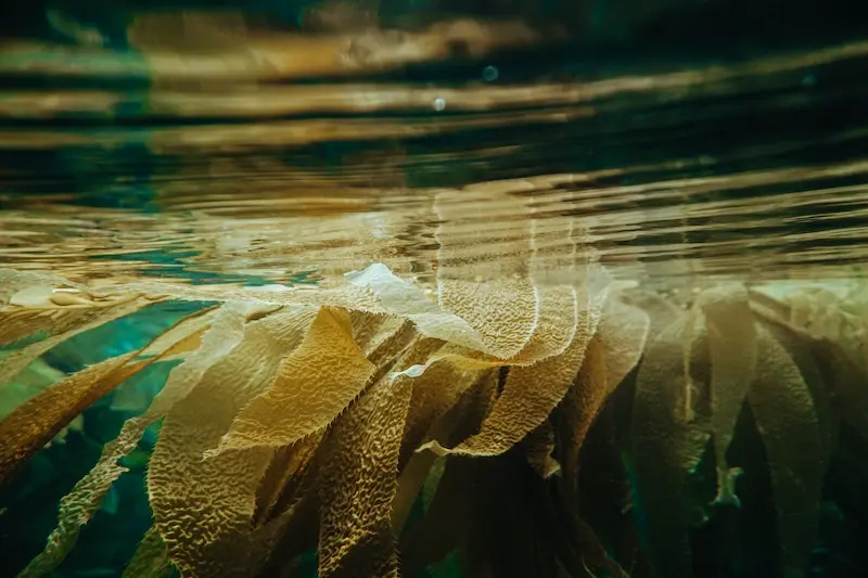 Kelp underwater