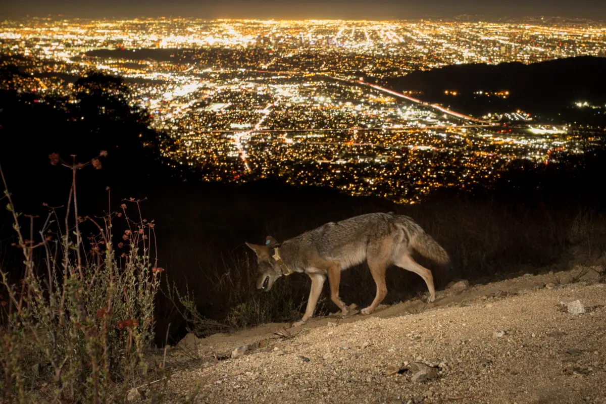 DowntownCoyoteCollarLg-