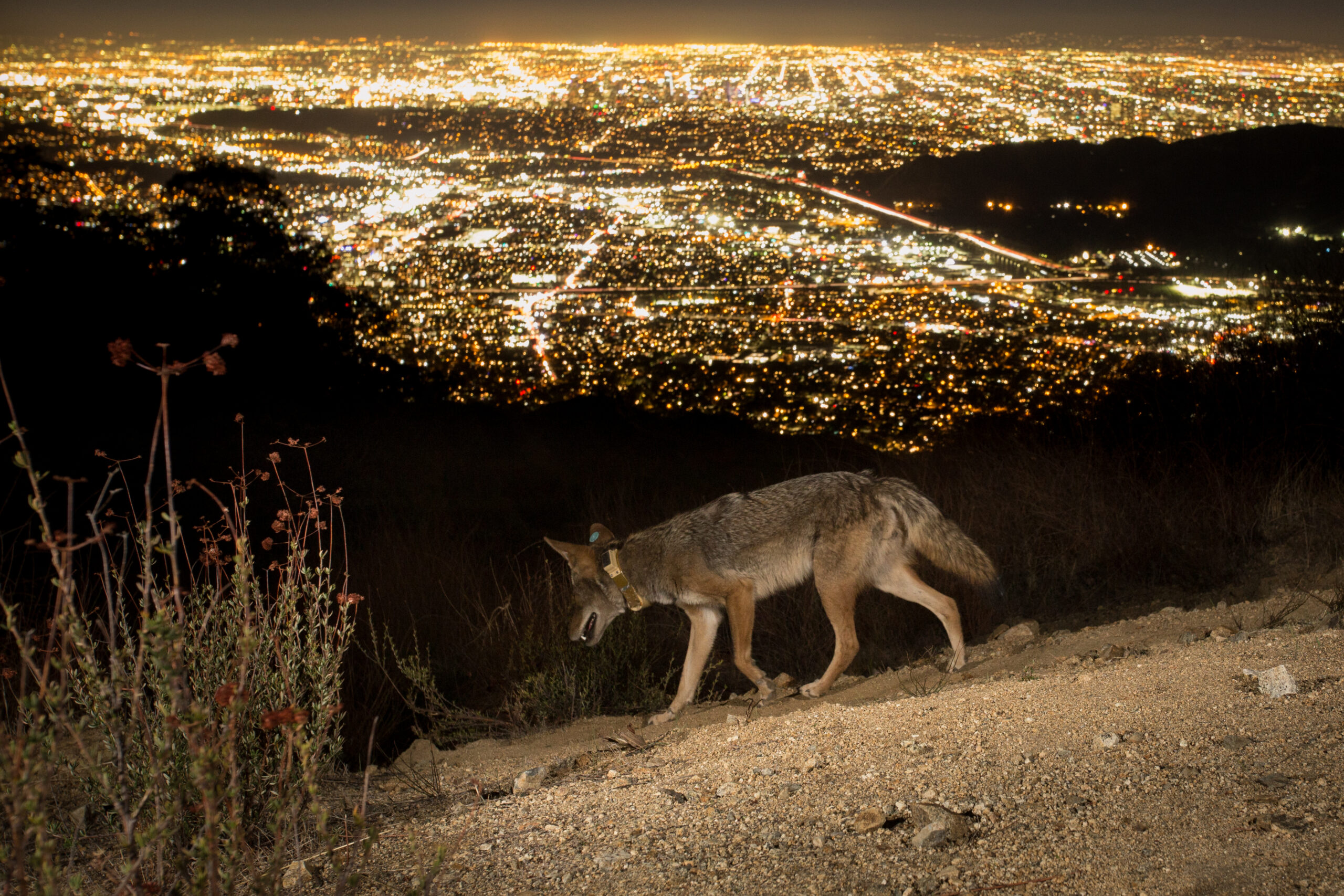 DowntownCoyoteCollarLg-