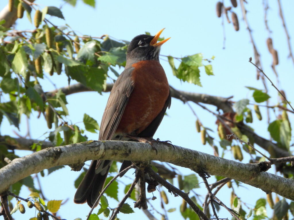 American robin singing in tree