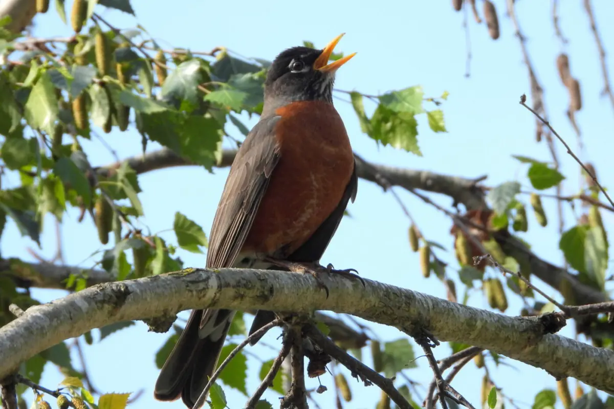 American robin singing in tree