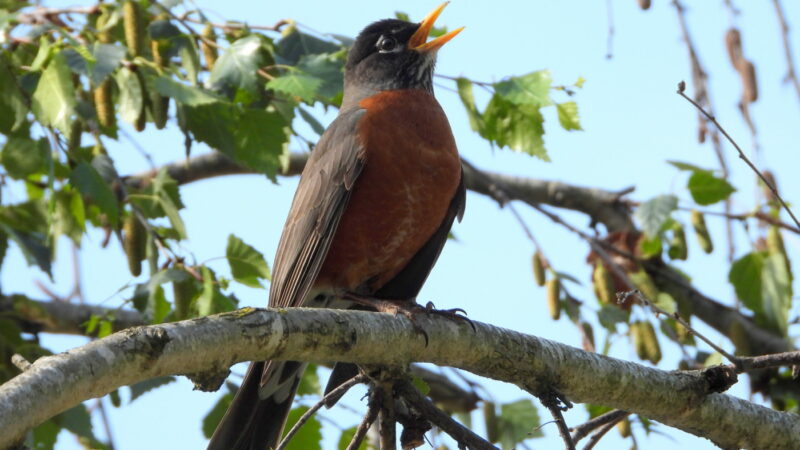 American robin singing in tree