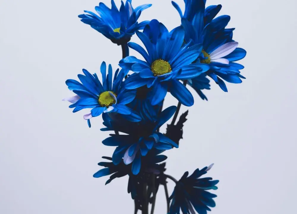 blueflowers