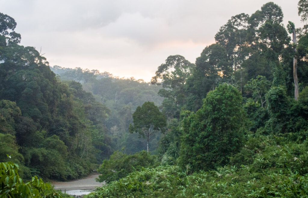 Dipterocarp_Forest_at_Danum_Valley_