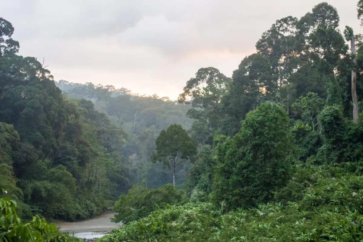 Dipterocarp_Forest_at_Danum_Valley_