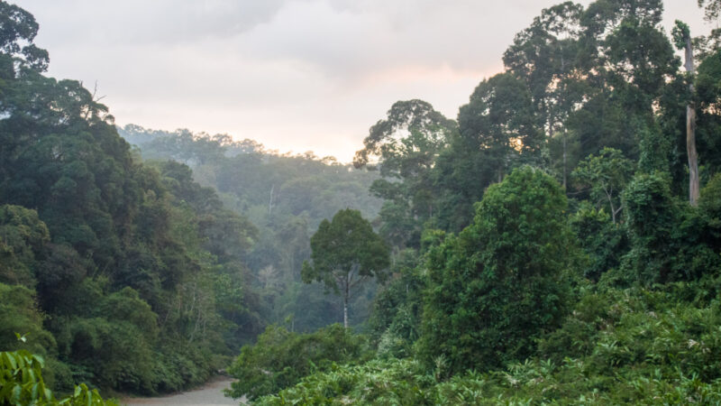 Dipterocarp_Forest_at_Danum_Valley_