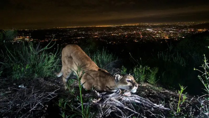 mountain-lion