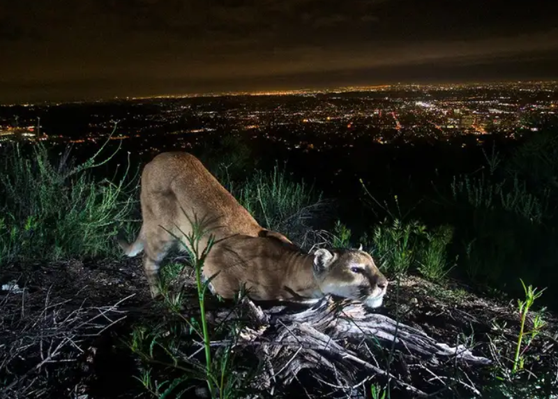 mountain-lion