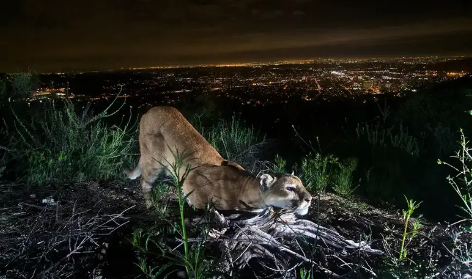 mountain-lion