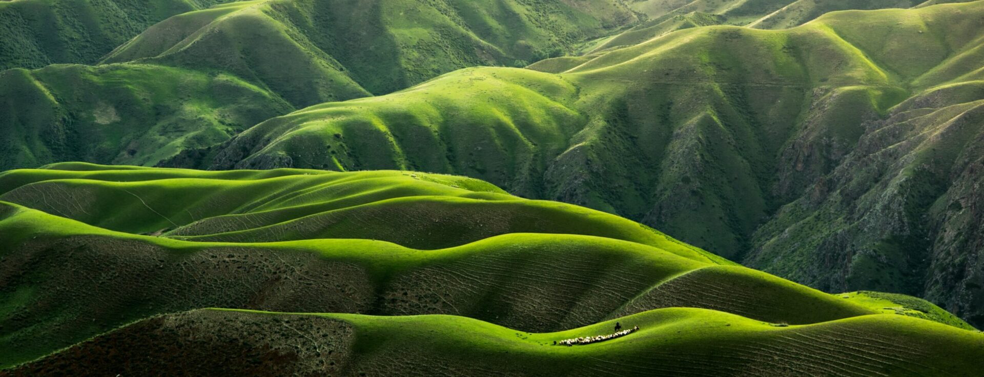 qingbao-meng-_igFrhd-unsplash