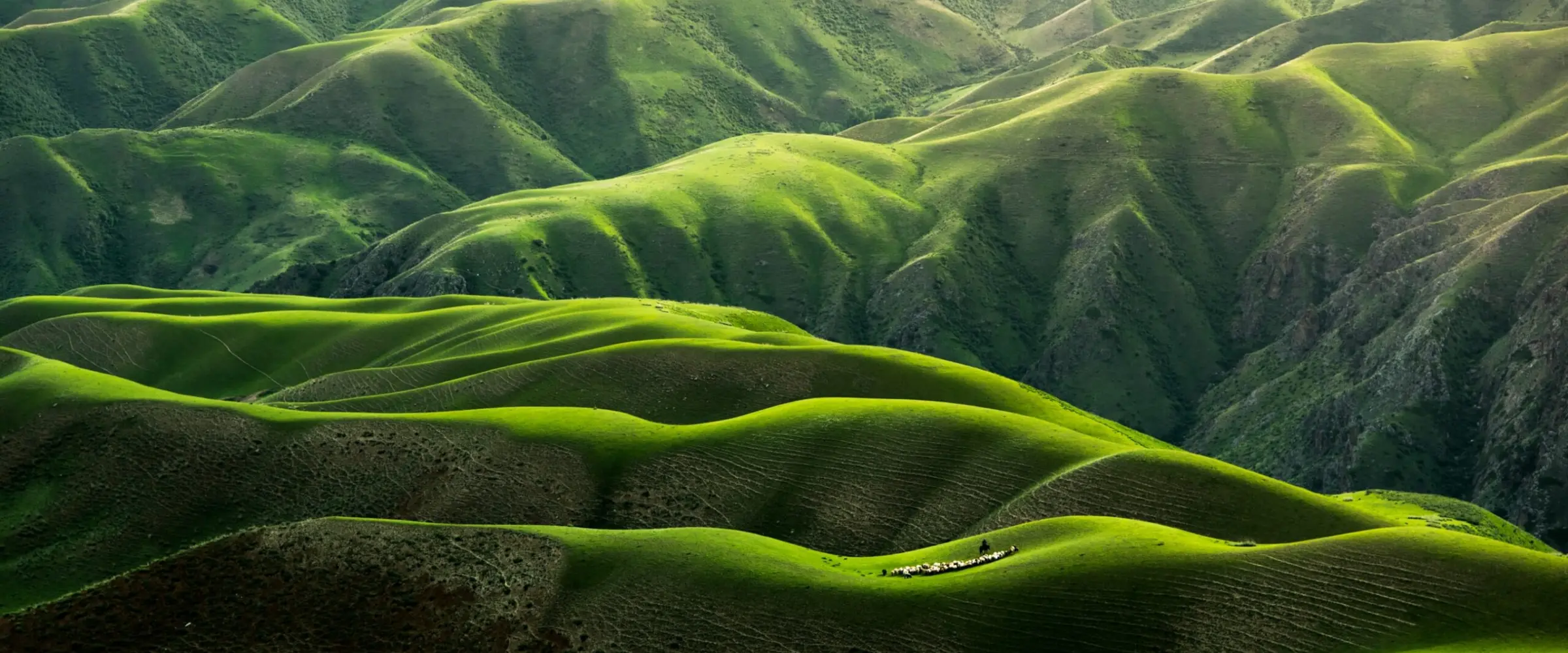 qingbao-meng-_igFrhd-unsplash