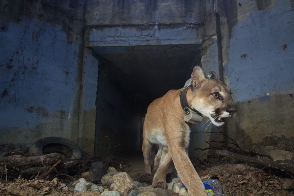 Photo of the now deceased mountain lion known as “Culvert Cat,” or P-64, emerging from a tunnel. | Santa Monica Mountains National Recreation Area