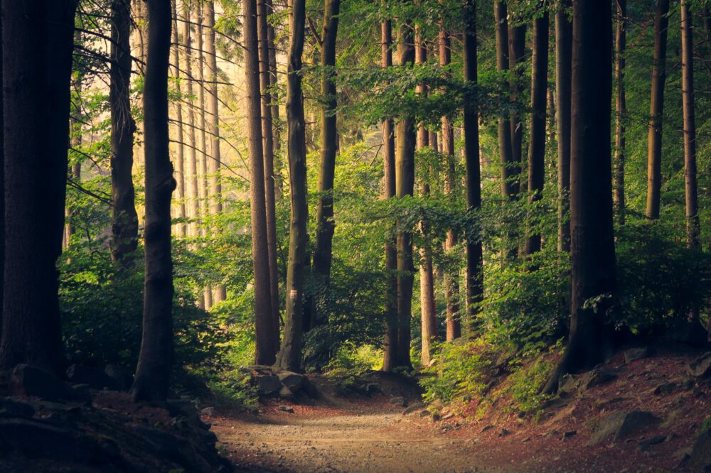 woodlandpath