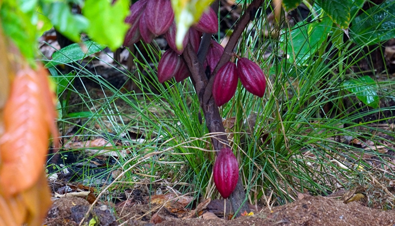 Cacao-tree