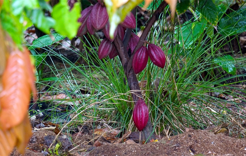 Cacao-tree