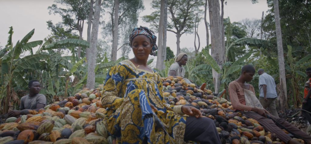 Cacao farming in Cameroon.