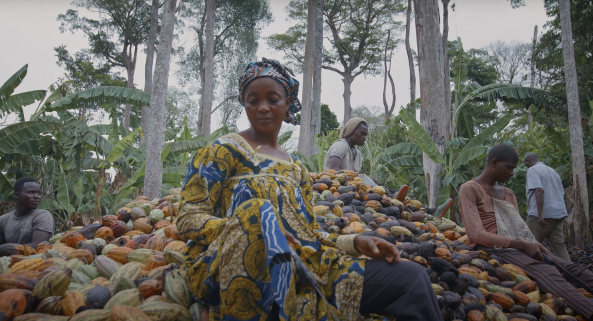 Cacao farming in Cameroon.