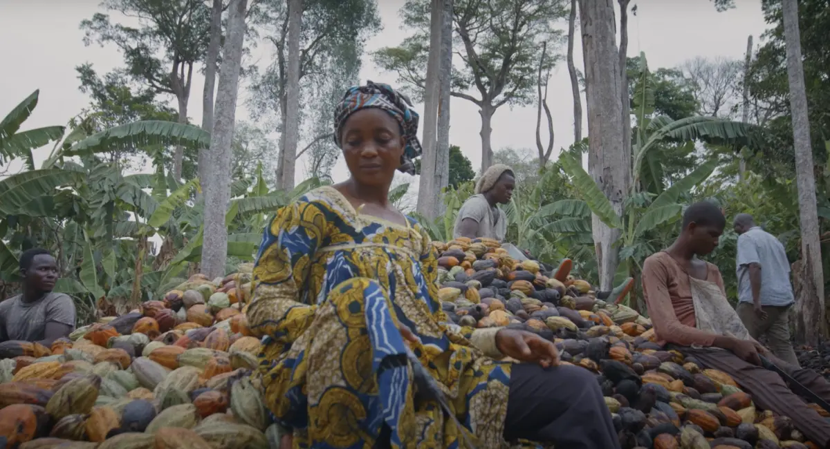 Cacao farming in Cameroon.