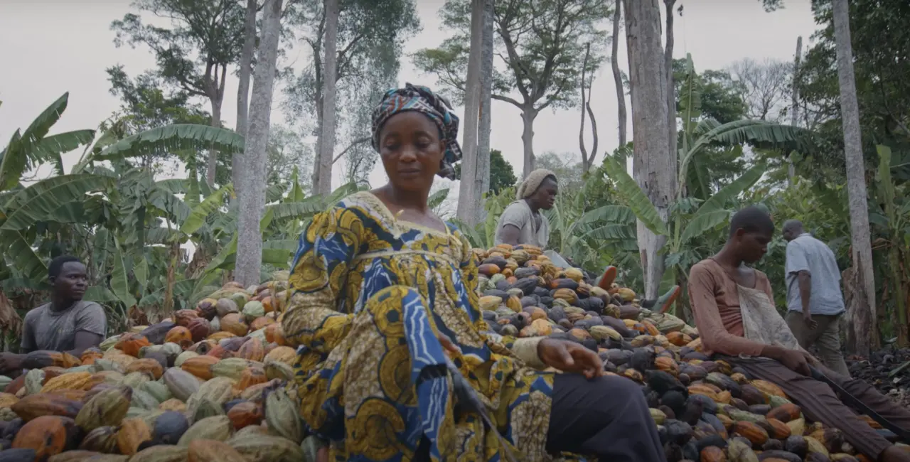 Cacao farming in Cameroon.