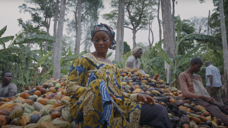 Cacao farming in Cameroon.