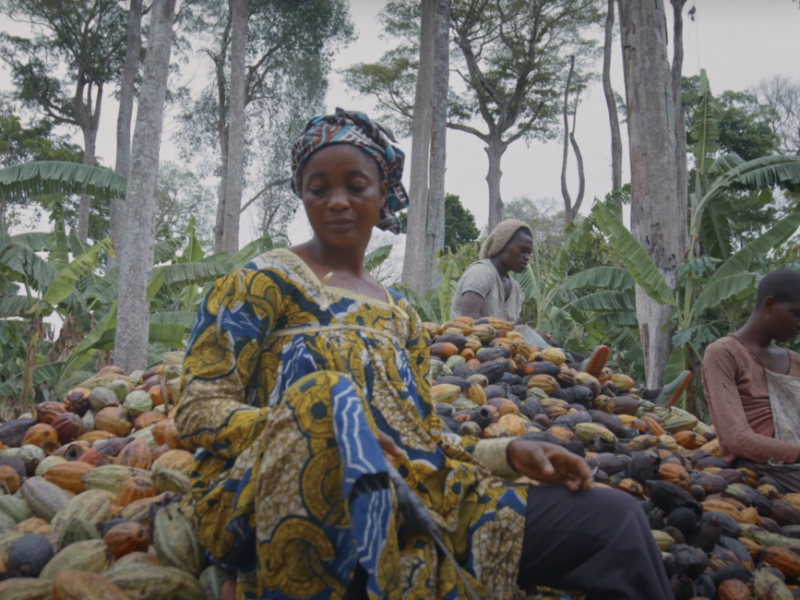 Cacao farming in Cameroon.