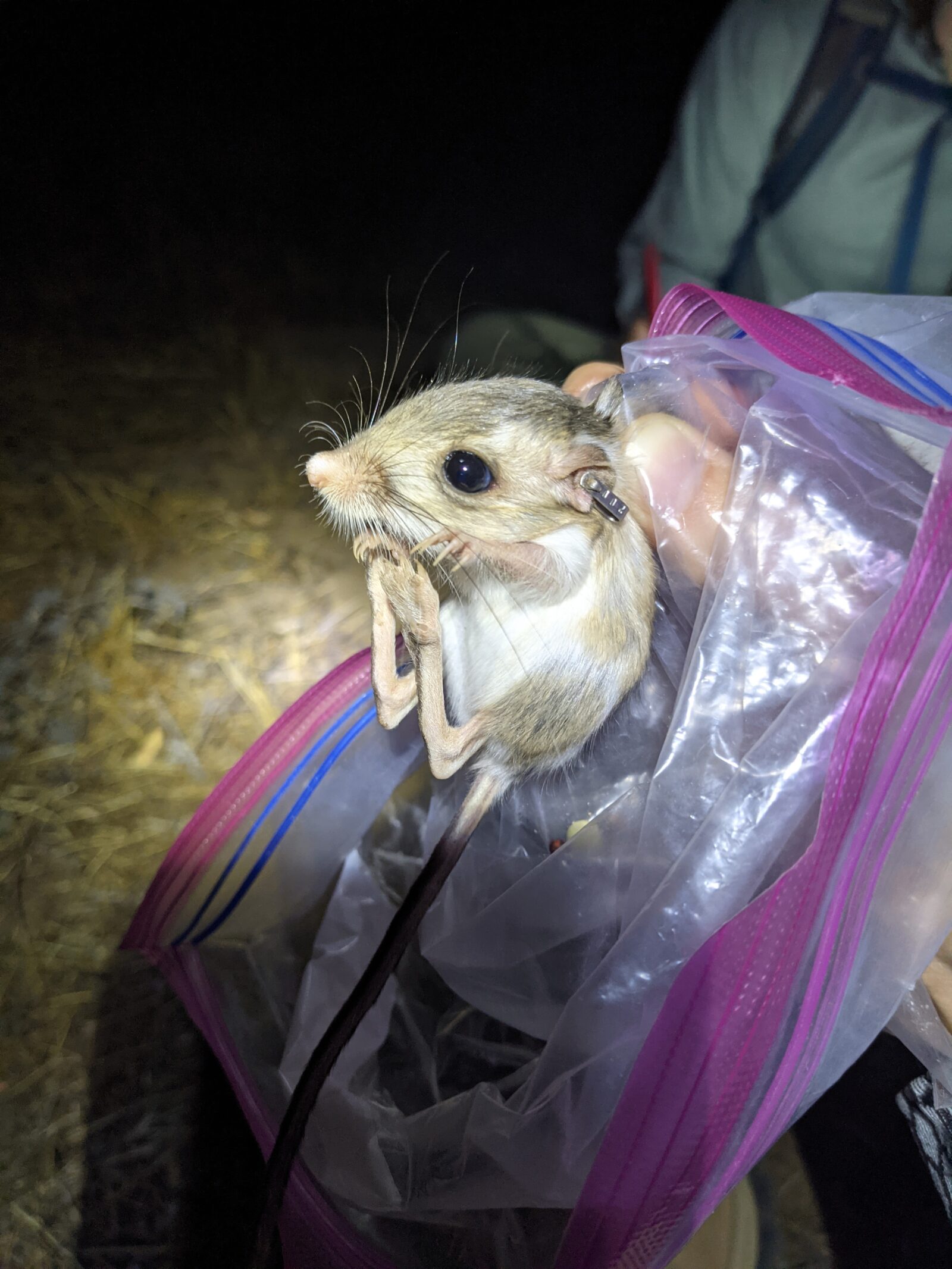 Kangaroo_rat